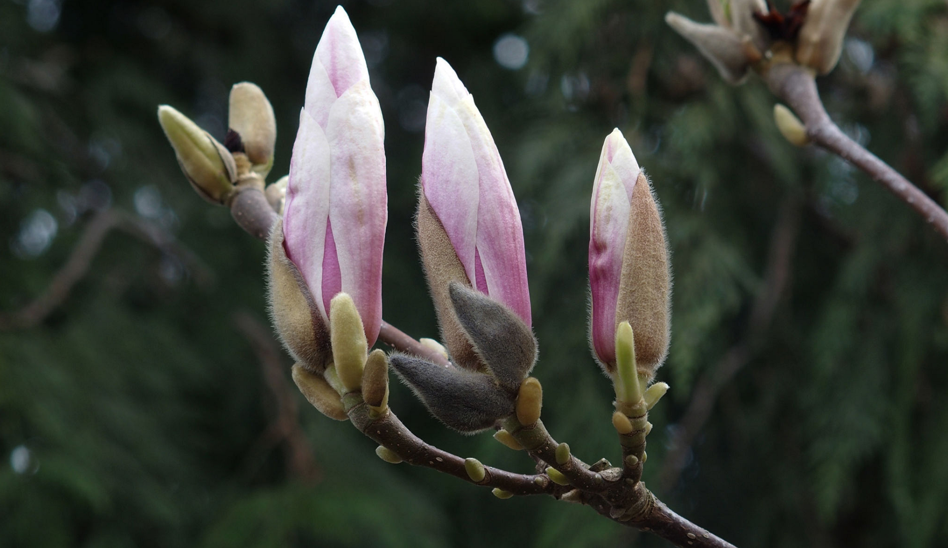 *Verse of the Day - Rhemalogy